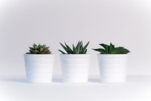 Pot issues when moving houseplants
