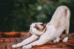 A cat stretching