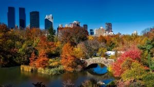 Park with trees, lake and bridge, high buildings in the back