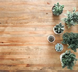 Potted plants on a wooden floor. 