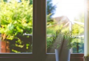 A plant on a window. When moving your home garden, keep in mind the conditions of your new house.