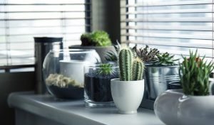 Cactus, getting some cacti is a gerat way to add a personal touch to a new home